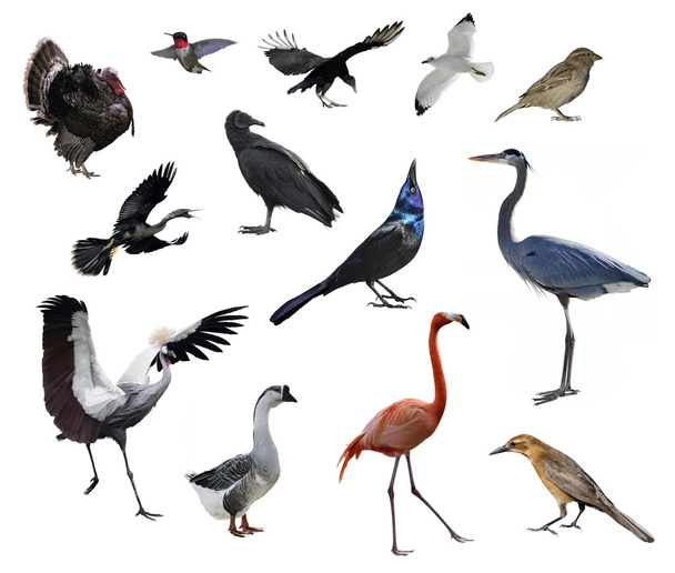 Άγρια πτηνά - Φωτογραφία, εικόνα