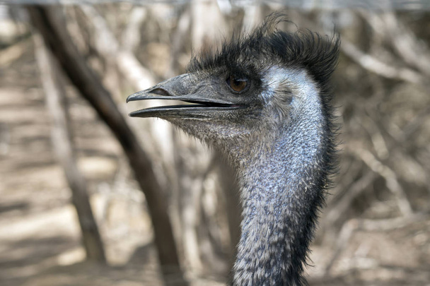 this is a side view of an Australian emu - Фото, изображение