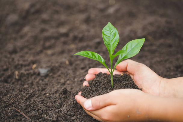 kind hand met een kleine zaailing, plant een boom, verminderen opwarming, wereld milieu dag - Foto, afbeelding