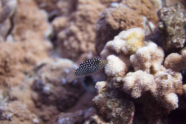 Havaiano Whitespotted Toby no recife de coral ao largo de Maui, Havaí
 - Foto, Imagem