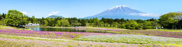 Yamanashi, Japão - 12 de maio de 2016: The Fuji with the field of pink moss at Shibazakura festival, Yamanashi, Japão
 - Foto, Imagem