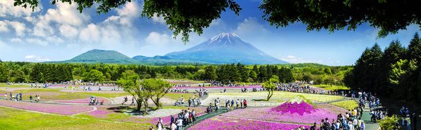 Yamanashi, Japán - 2016. május 12.: A Fuji a területén a rózsaszín moha-Shibazakura Fesztivál, Yamanashi, Japán - Fotó, kép