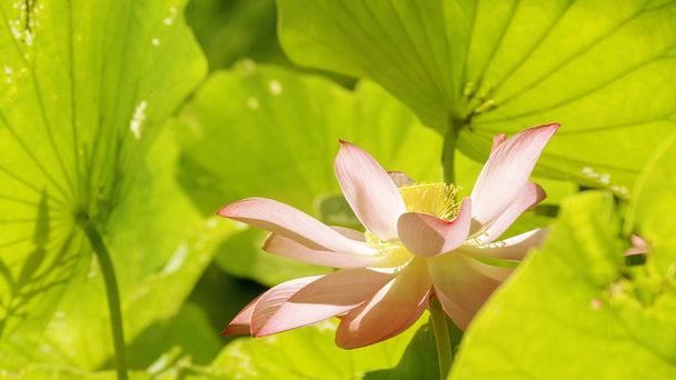 Güzel arka plan rengiyle uyandığımız, pembe lotus - Fotoğraf, Görsel