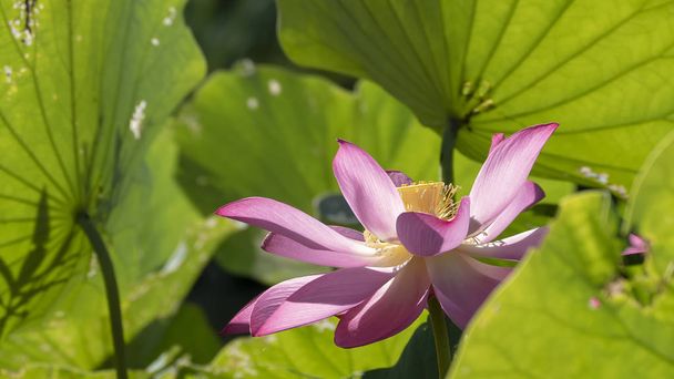 der rosa Lotus am Morgen mit schöner Hintergrundfarbe - Foto, Bild