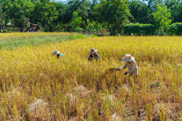 farmer using sickle to harvesting rice in field - Fotó, kép