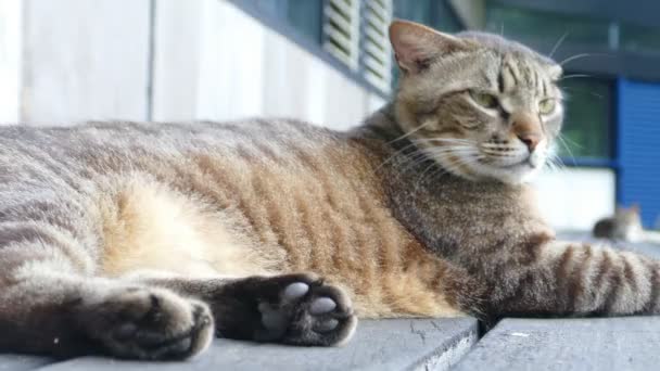 Lähikuva muotokuva kotimainen kissa luonnollisella taustalla
 - Materiaali, video