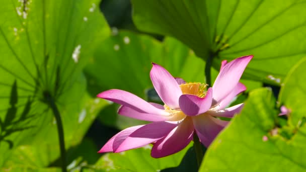 rosa Lotus am Morgen mit schöner Hintergrundfarbe - Filmmaterial, Video