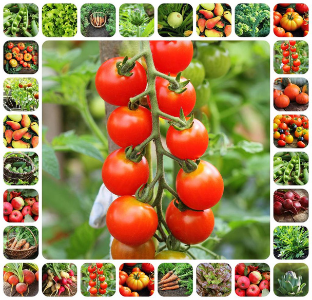 Collage von Gemüse - Produkte aus dem Gemüsegarten. Gesunde Ernährung. Hintergrund Gartenarbeit . - Foto, Bild