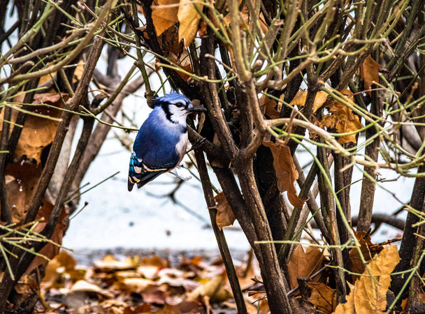 Blue Jay Bird at Central Park - Нью-Йорк, США
 - Фото, изображение