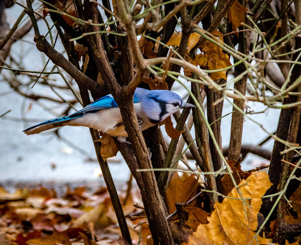 セントラルパーク - ニューヨーク、アメリカ合衆国でブルー ・ ジェイ ・鳥 - 写真・画像