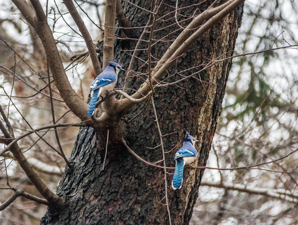 セントラルパーク - ニューヨーク、アメリカ合衆国でブルー ・ ジェイ ・鳥のペア - 写真・画像