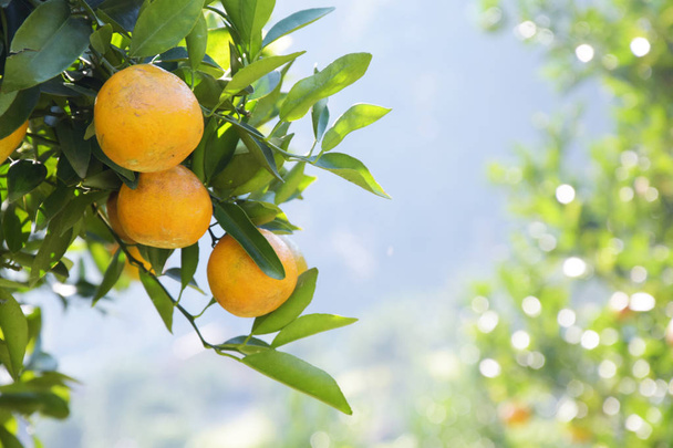 takken met verse sinaasappelen op een zonnige dag - Foto, afbeelding