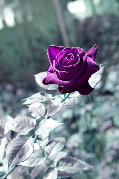 rosa viola retrò in giardino, primo piano
 - Foto, immagini