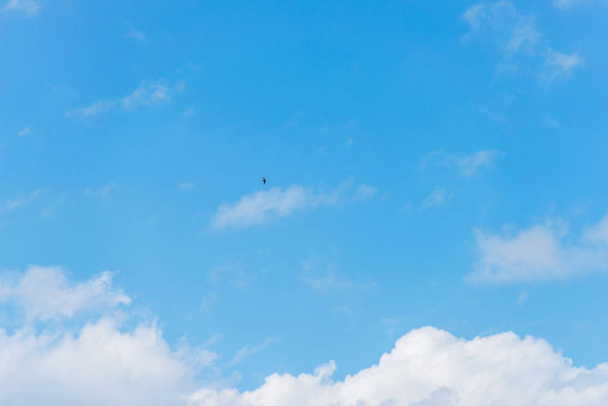 飛行中のホークします。大きな猛禽類。青い空の雲。鳥の飛行。広い翼を持つ鳥。自然の中の鷹狩. - 写真・画像