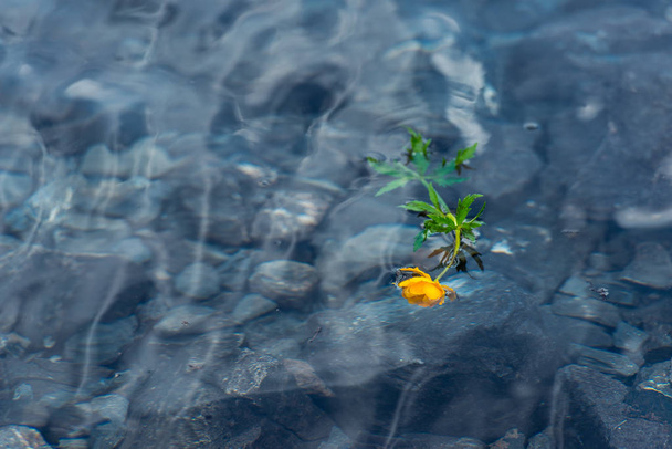 Berglandschap. Gele bloem op een grijze steen. Water smelt. Steenachtige oever van het meer. Plant op het oppervlak van het water. De structuur van de steen. - Foto, afbeelding