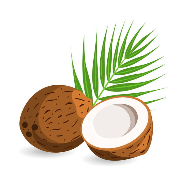 Coconut with half and palm leaves. Isolated on white background. Vector illustration. EPS10. - Vektör, Görsel