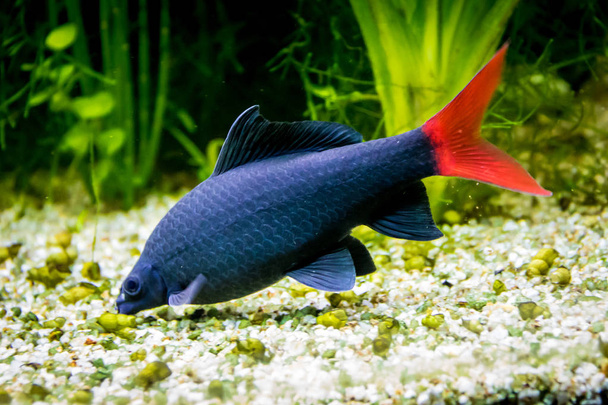 Squalo nero coda rossa (Epalzeorhynchos bicolor; Labeo bicolor
) - Foto, immagini
