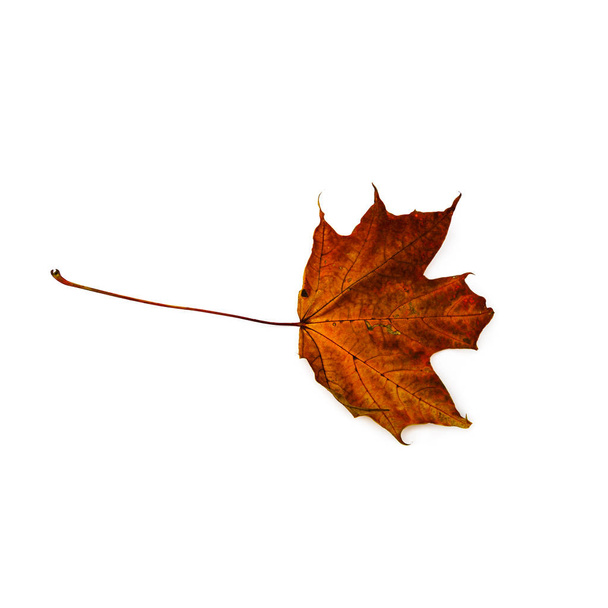 Autumn leaf isolated on white background. Colorful maple leaf. - Fotoğraf, Görsel