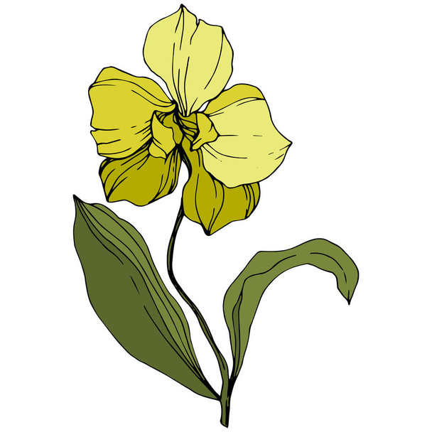 Vector yellow orchid with green leaves isolated on white. Engraved ink art. - Vector, Image
