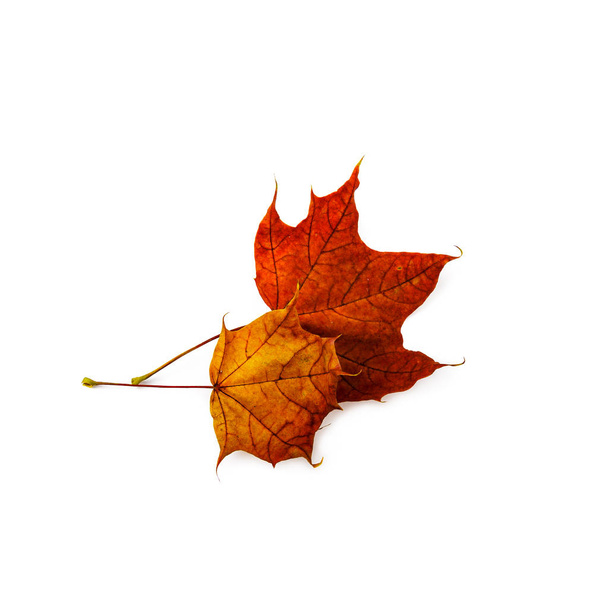 Autumn leaves isolated on white background. Colorful maple leaves. - Fotoğraf, Görsel