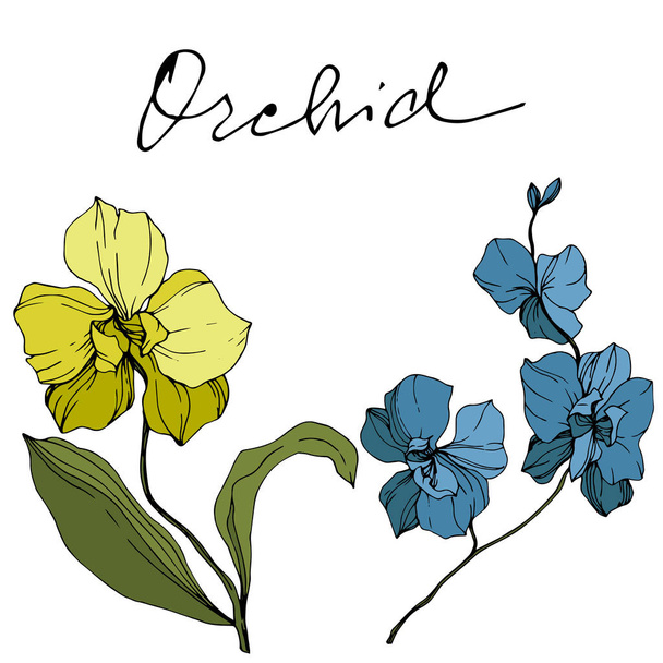 Vector yellow and blue orchids isolated on white. Engraved ink art. - Vector, Image