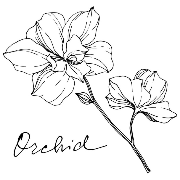 Vector monochrome orchids with orchid lettering isolated on white. Engraved ink art. - Vector, Image
