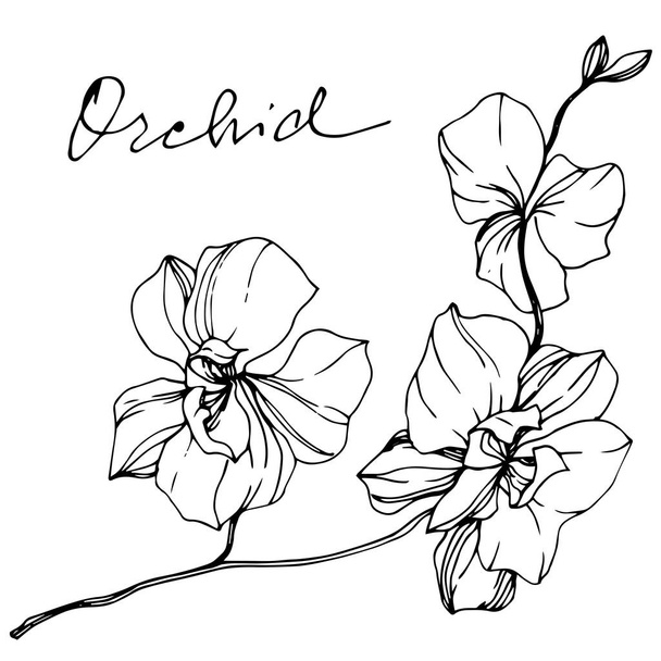 Orchidées monochromes vectorielles avec lettrage d'orchidée isolé sur blanc. Encre gravée art
. - Vecteur, image