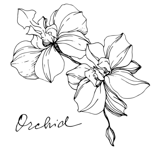 Vector monochrome orchids with orchid lettering isolated on white. Engraved ink art. - Vector, Image