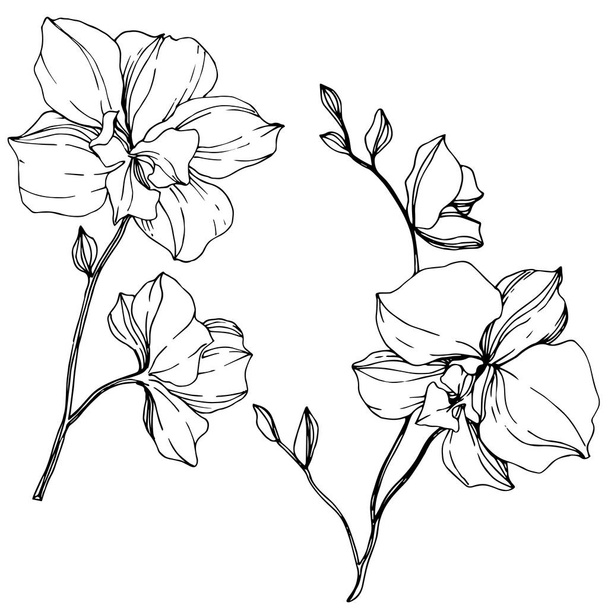 Векторные монохромные орхидеи, изолированные на белом. Гравировка чернил
. - Вектор,изображение