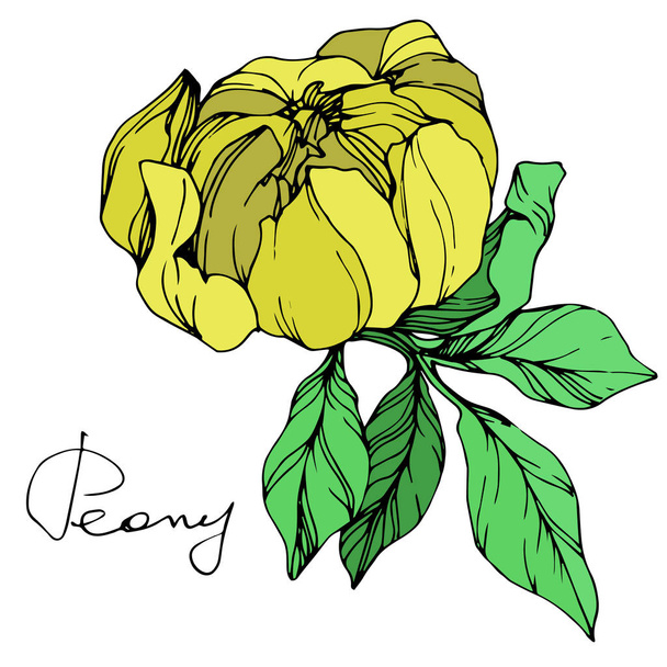 Flor de peonía aislada amarilla vectorial con hojas verdes y letras manuscritas sobre fondo blanco. Arte de tinta grabada
.  - Vector, imagen