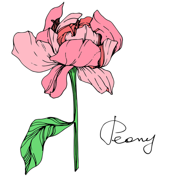 Vector isolated pink peony flower with green leaves and handwritten lettering on white background. Engraved ink art.  - Vector, Image