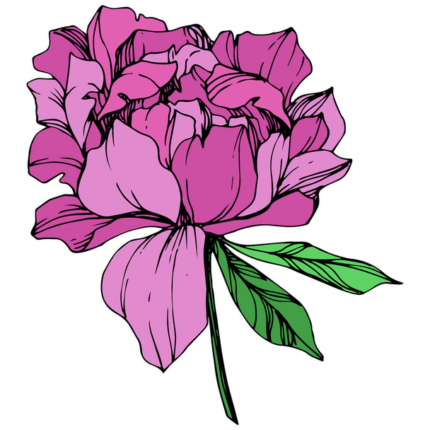 Vector purple isolated peony flower with green leaves on white background. Engraved ink art.  - Vector, Image