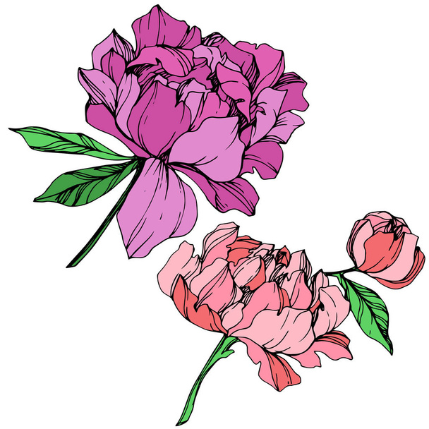 Vecteur isolé pivoines violettes et roses avec des feuilles vertes et un lettrage de pivoine écrit à la main sur fond blanc. Encre gravée art
.  - Vecteur, image
