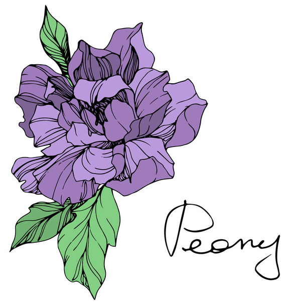 Fiore di peonia viola isolato vettoriale con foglie verdi e scritte a mano su sfondo bianco. Incisione inchiostro arte
.  - Vettoriali, immagini