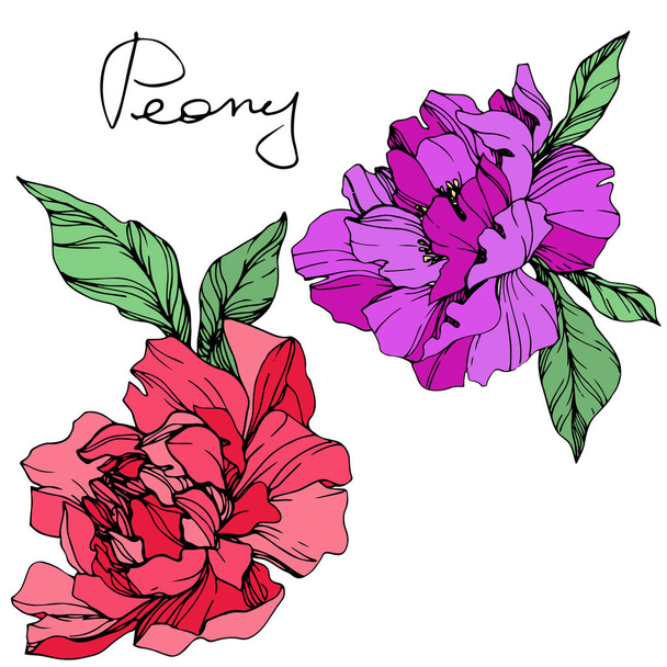 Vector isolated living coral and purple peonies with green leaves and handwritten peony lettering on white background. Engraved ink art.  - Vector, Image