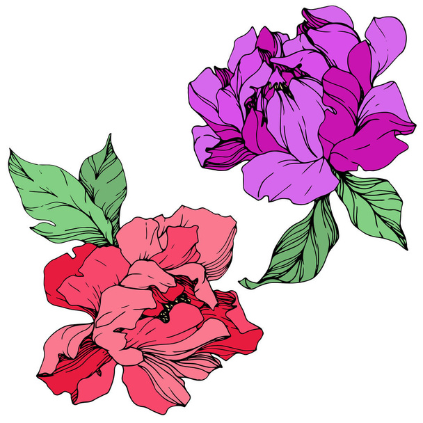 Vector isolated living coral and purple peonies with green leaves on white background. Engraved ink art.  - Вектор, зображення