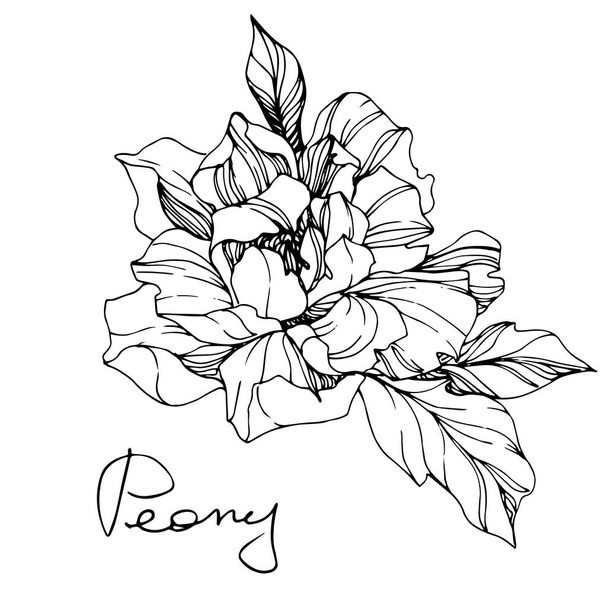 Vector isolated monochrome peony flower sketch and handwritten lettering on white background. Engraved ink art.  - Vector, imagen