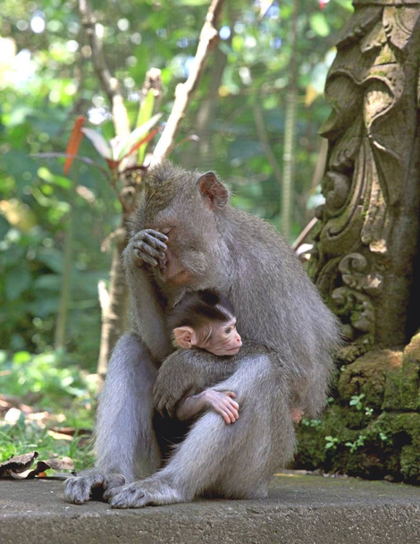 Mono mamá sosteniendo un bebé en el bosque de monos en Ubud, isla de Bali, Indonesia
 - Foto, imagen