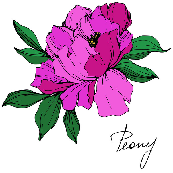Vector isolated purple peony flower with green leaves and handwritten lettering on white background. Engraved ink art.  - Vector, Image