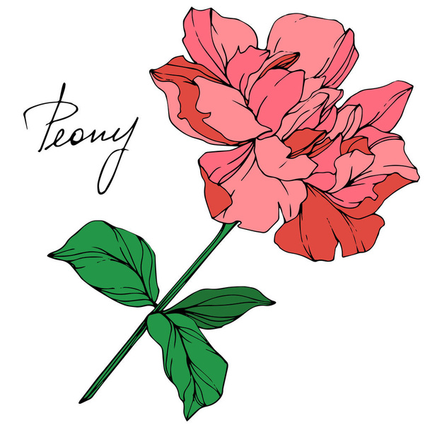 Vector isolated living coral peony flower with green leaves and handwritten lettering on white background. Engraved ink art.  - Vector, Image