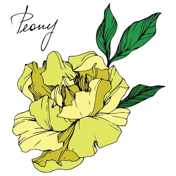 Fiore di peonia giallo isolato vettoriale con foglie verdi e scritte a mano su sfondo bianco. Incisione inchiostro arte
.  - Vettoriali, immagini