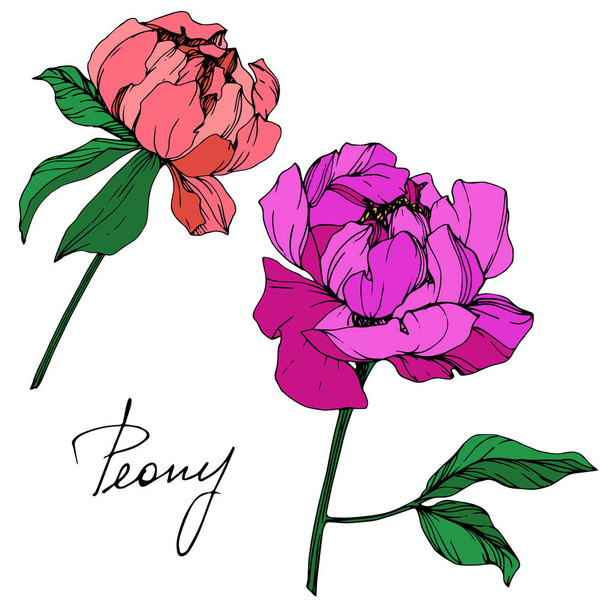 Vector isolated living coral and purple peony flowers with green leaves and handwritten lettering on white background. Engraved ink art.  - Vector, Image