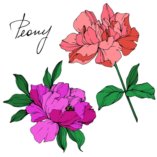Vector isolated living coral and purple peony flowers with green leaves and handwritten lettering on white background. Engraved ink art.  - Vector, Image