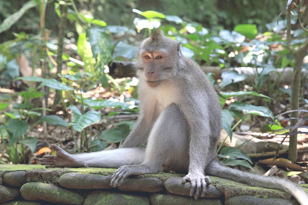 孤独な座っている猿、バリ島、インドネシア。ウブドのモンキー フォレスト - 写真・画像