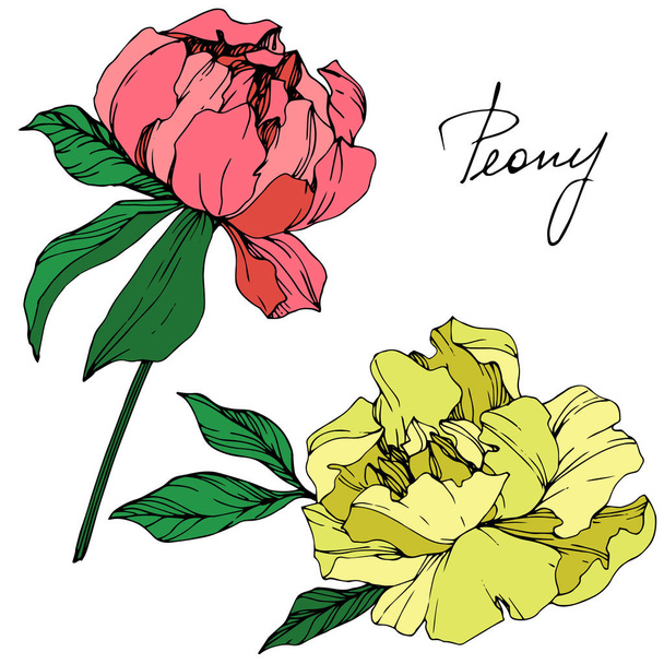 Vector isolated living coral and yellow peony flowers with green leaves and handwritten lettering on white background. Engraved ink art.  - Vector, Image