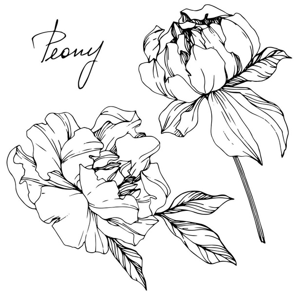 Vector isolated monochrome peony flowers sketch and handwritten lettering on white background. Engraved ink art.  - Vector, Image