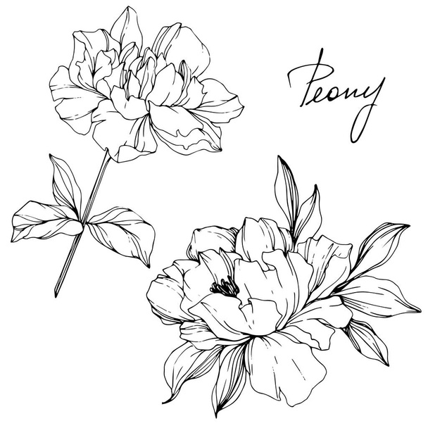 Vector isolated monochrome peony flowers sketch and handwritten lettering on white background. Engraved ink art.  - Vector, Image