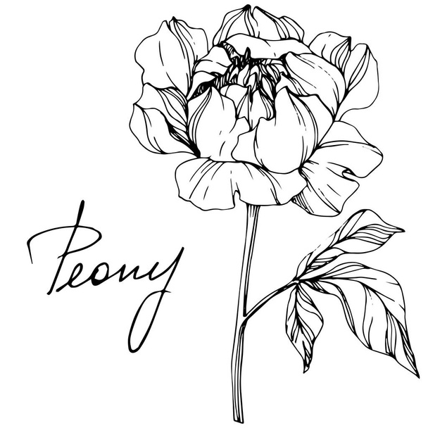 Vector isolated monochrome peony flower sketch and handwritten lettering on white background. Engraved ink art.  - Vektori, kuva