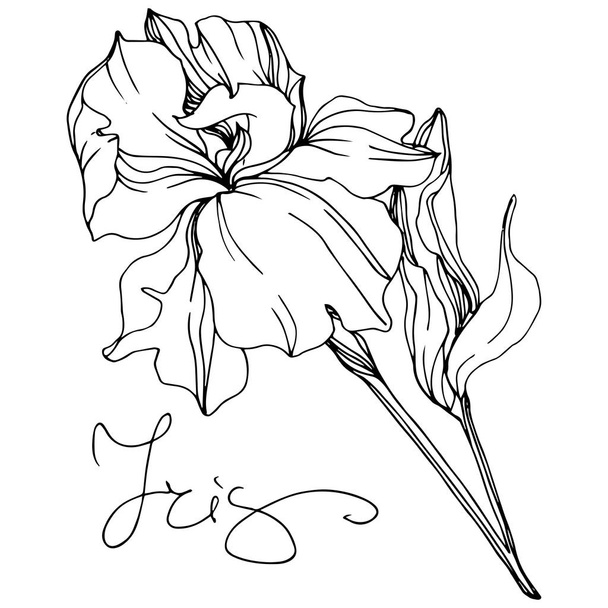 Vector monochrome isolated iris flower illustration on white background - Vector, Image