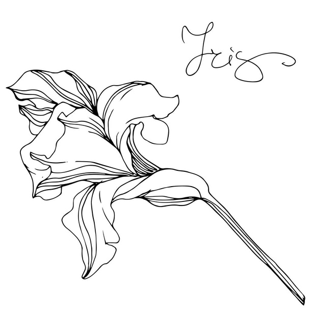 Vektorové ilustrace černobílé izolované iris květiny na bílém pozadí - Vektor, obrázek
